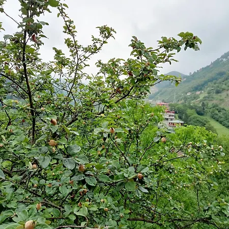 Apartman Hamsikoey Garden *